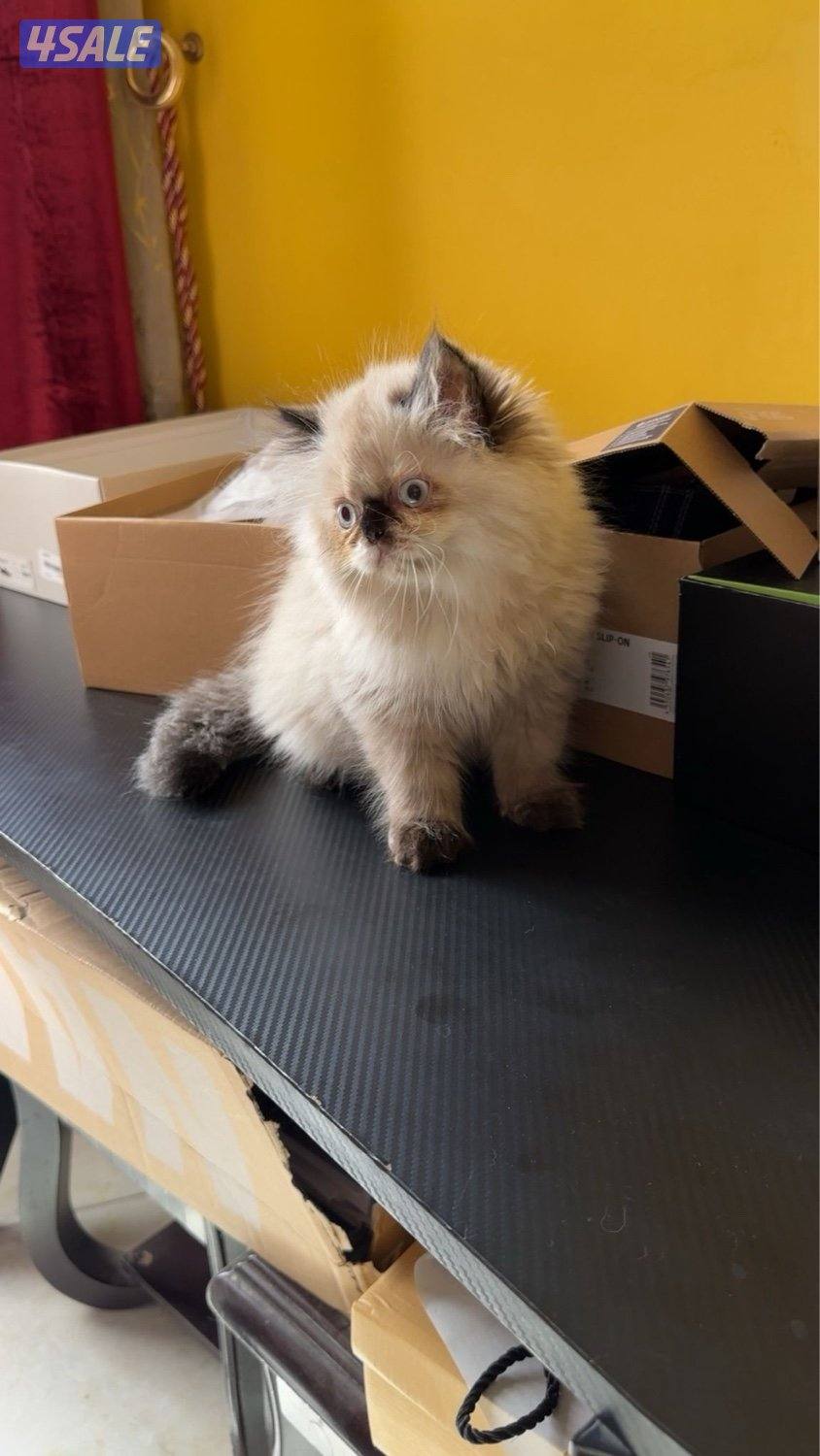 للبيع هملايا جميلة وفخمة جدا1