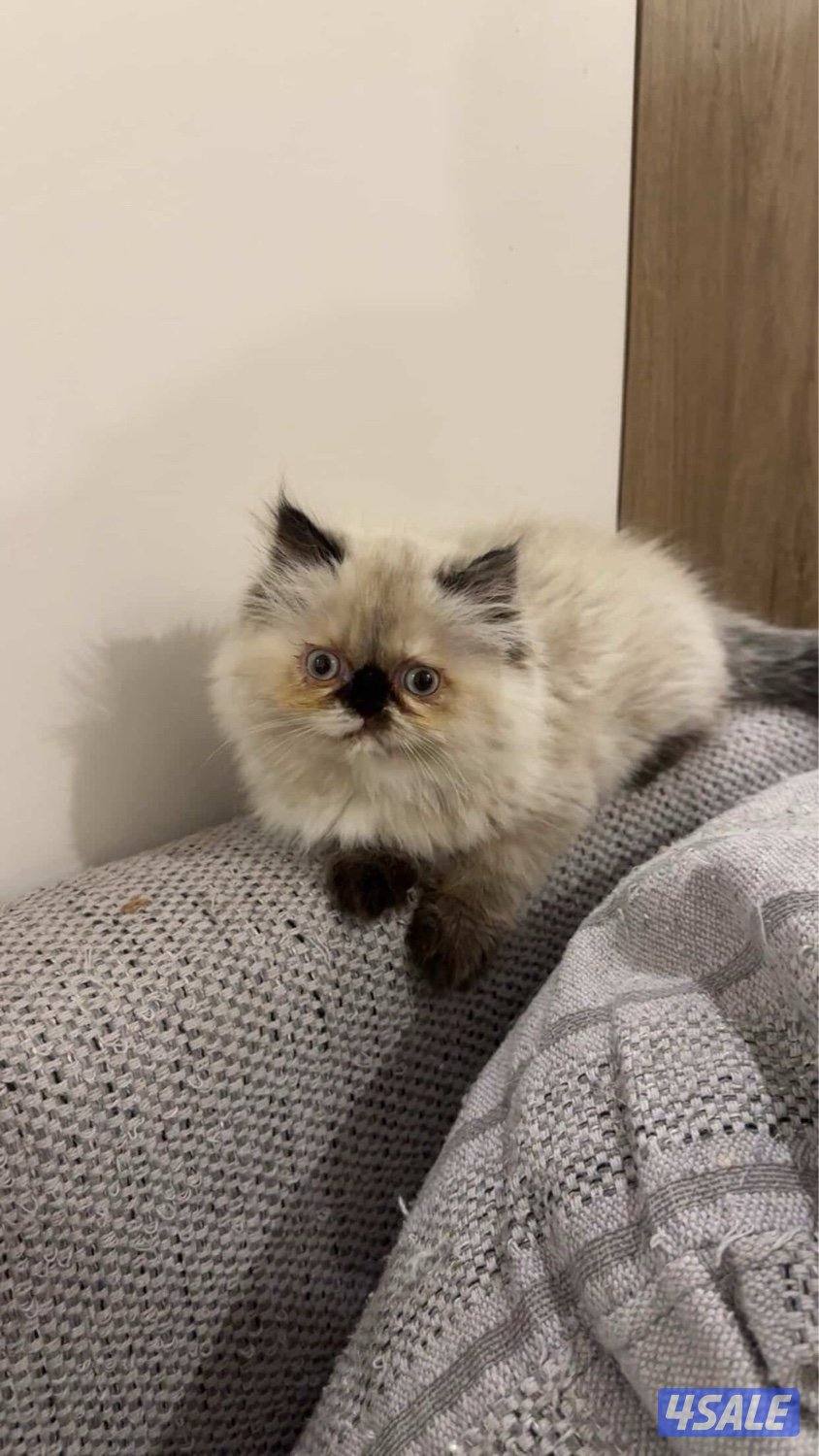 للبيع هملايا جميلة وفخمة جدا4