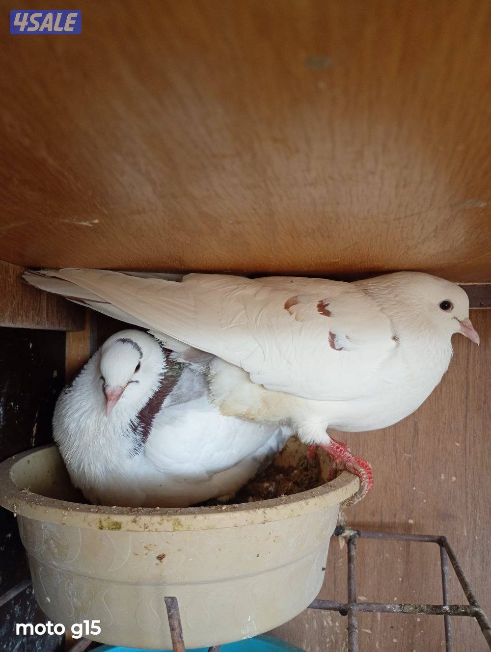 لاحم الوزان0