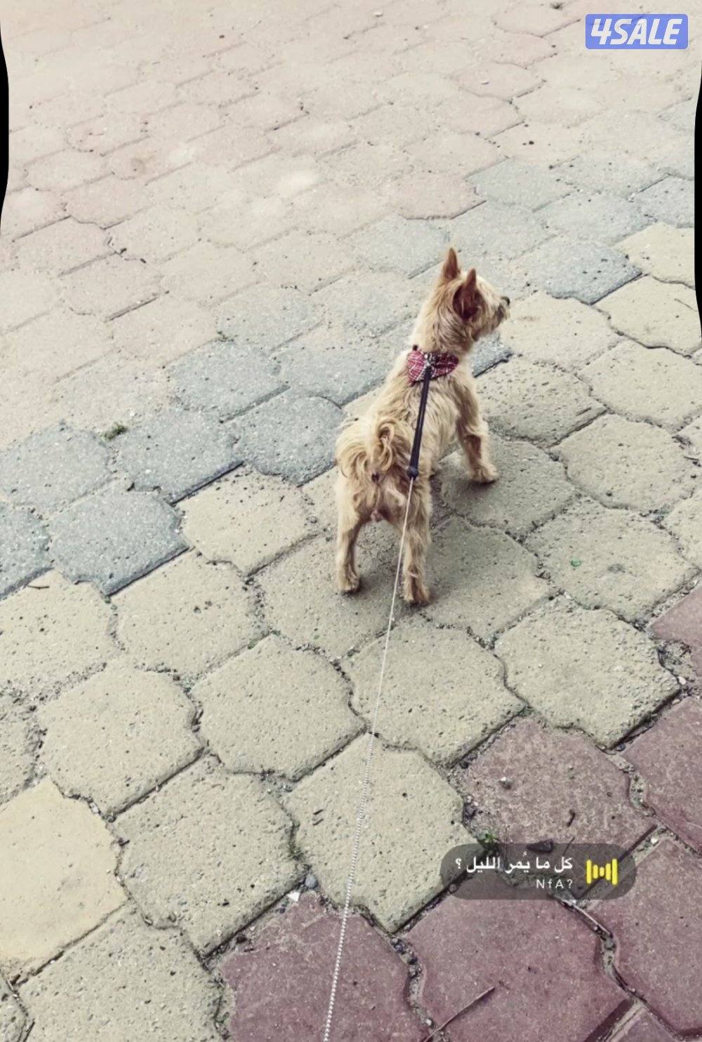 بودل الكلب0