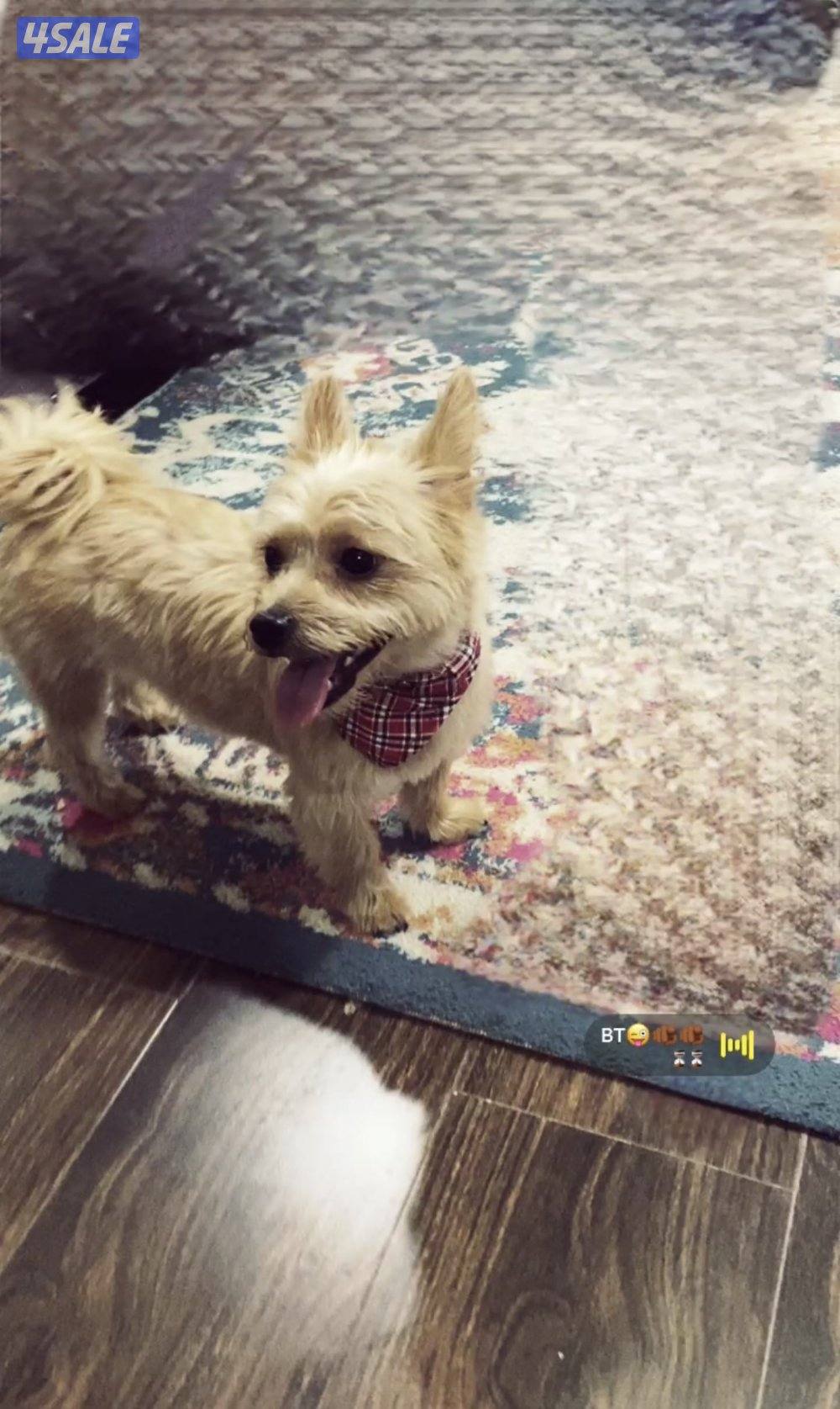 بودل الكلب1