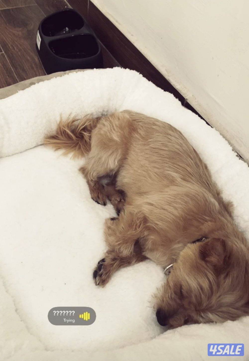 بودل الكلب2