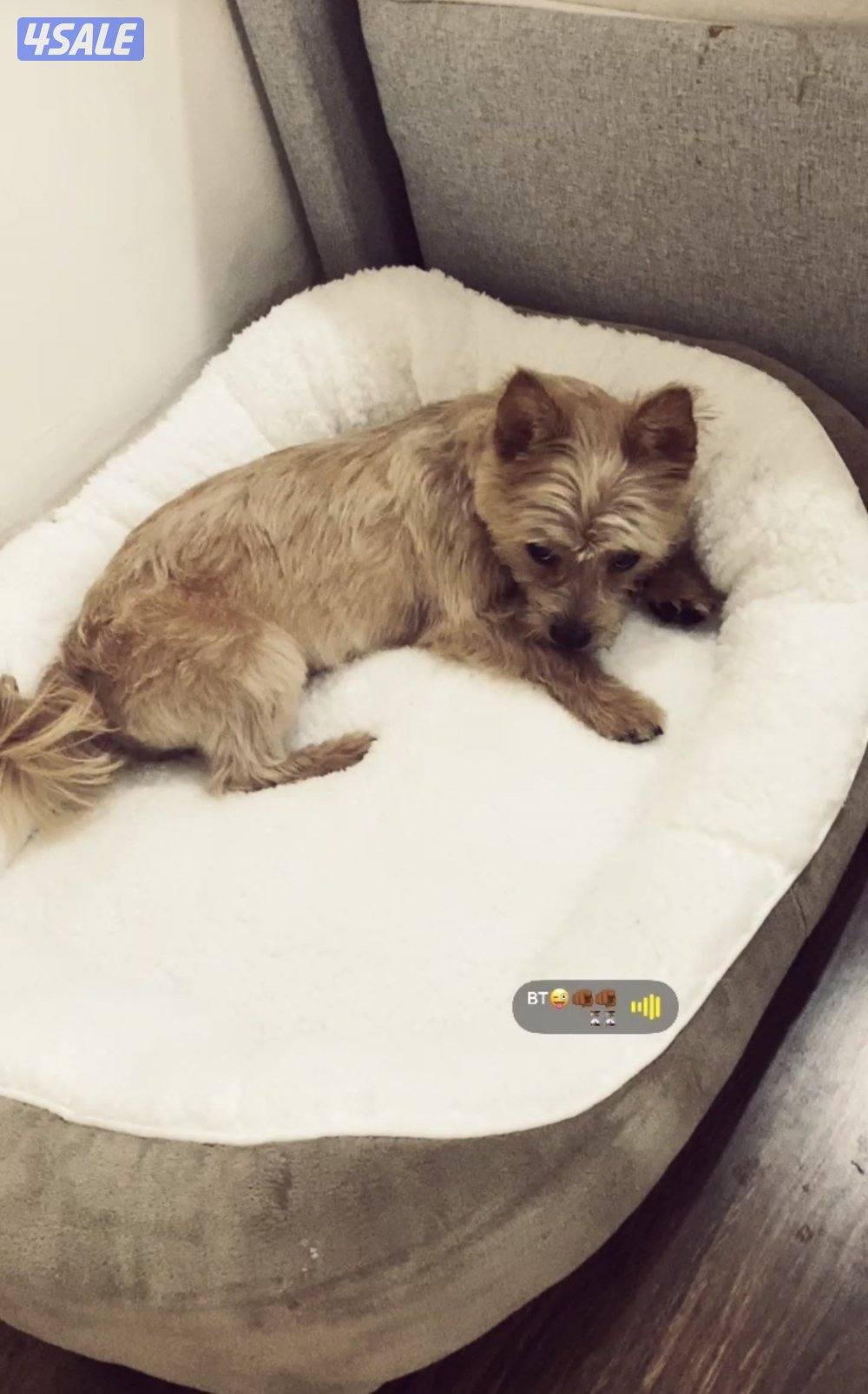 بودل الكلب3