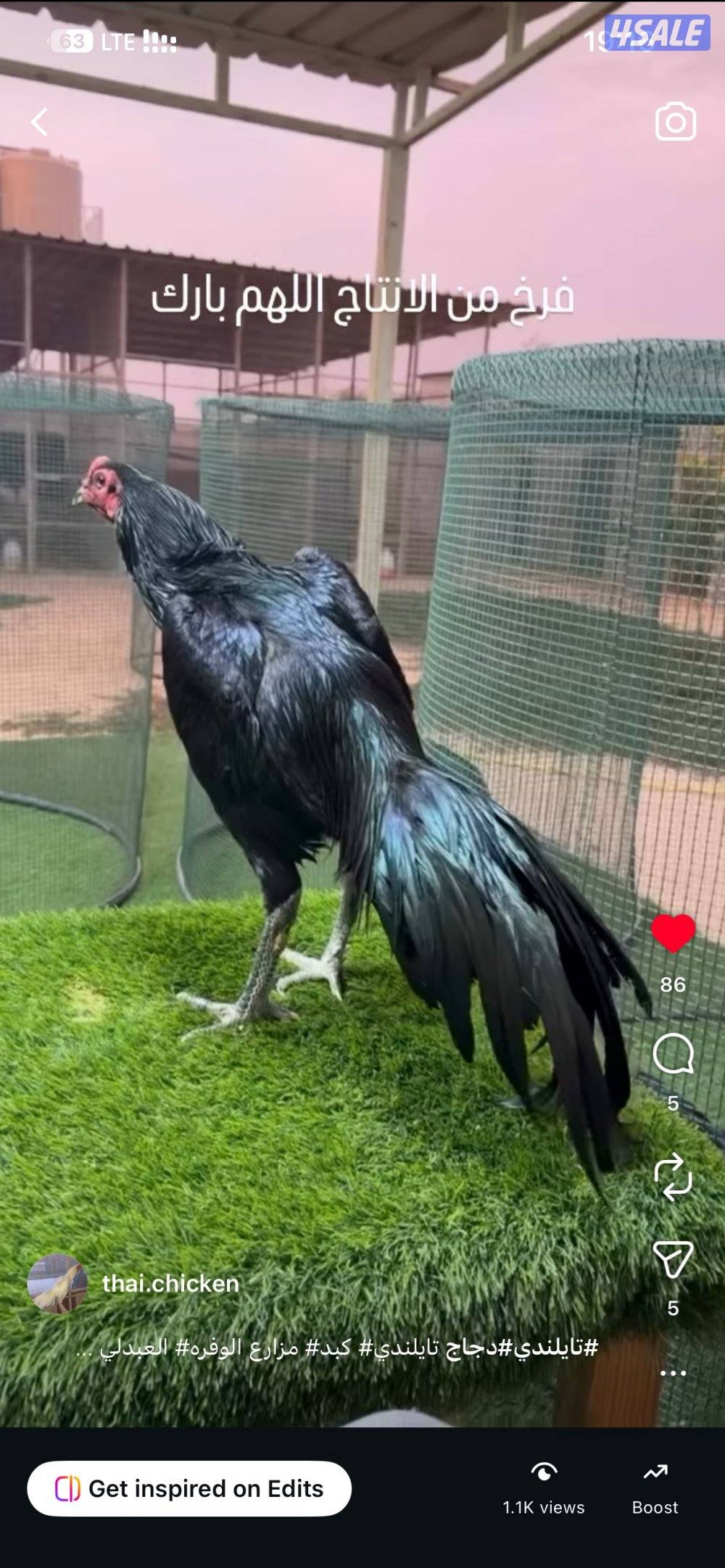 فروخ تايلندي رفيع مستوي فاخر0