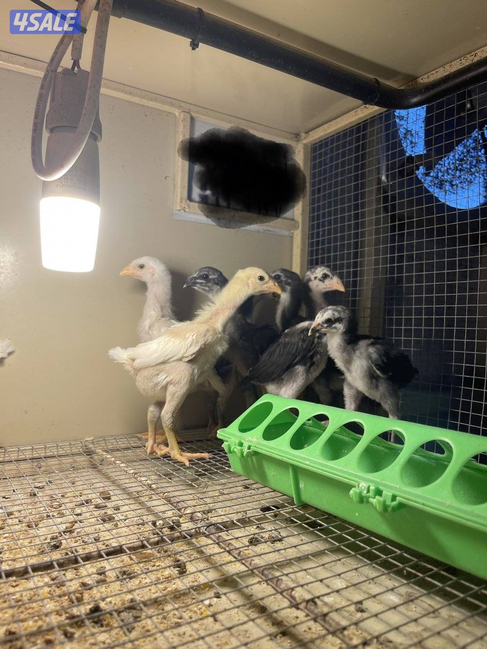 فروخ تايلندي رفيع مستوي فاخر1