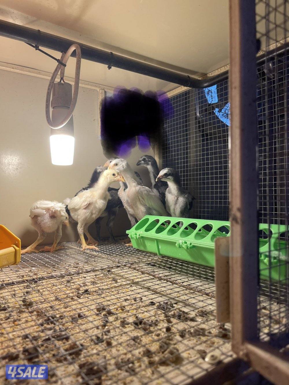 فروخ تايلندي رفيع مستوي فاخر2