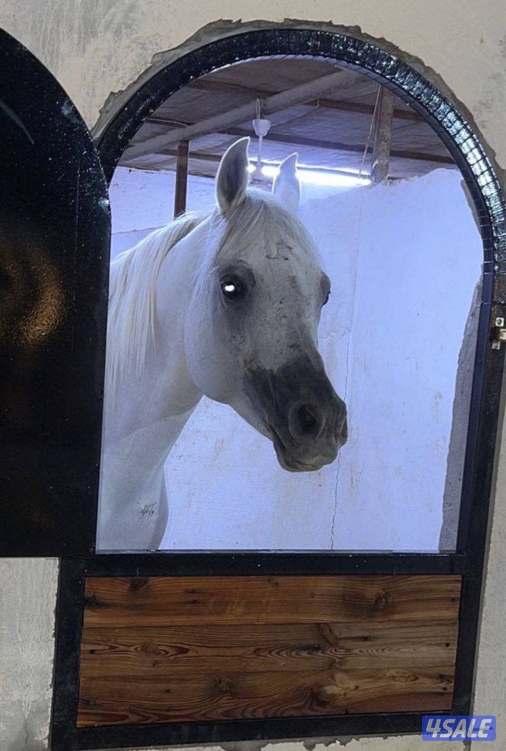 ولد رويال كلزر0