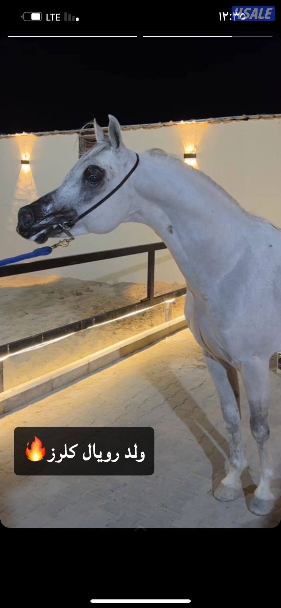 ولد رويال كلزر1