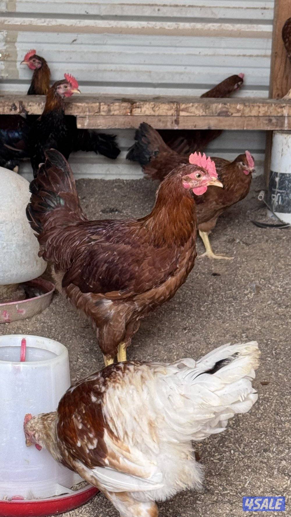 للبيع دياجه للاكل شي خصوصي سمان شرط0