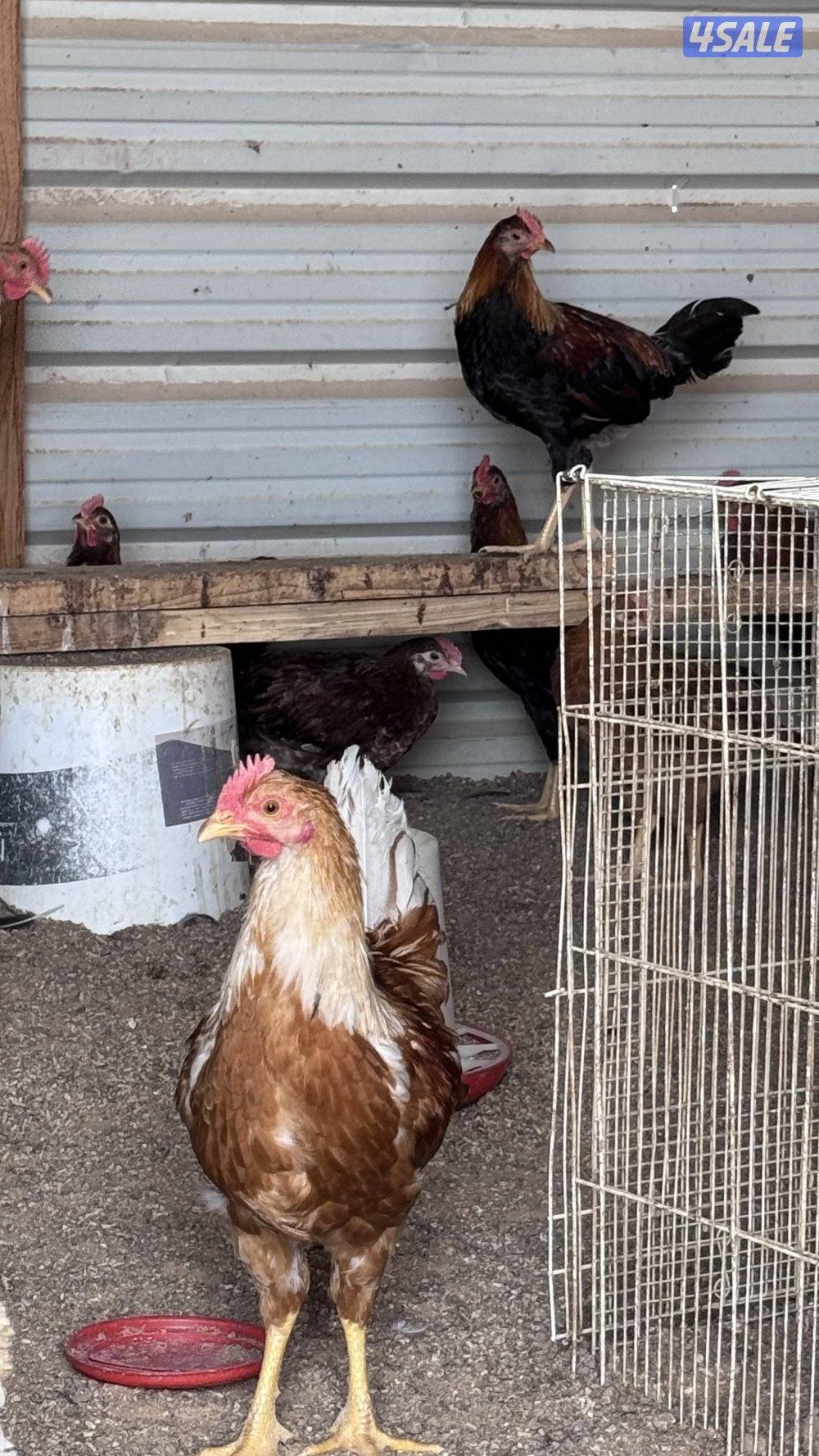 للبيع دياجه للاكل شي خصوصي سمان شرط1