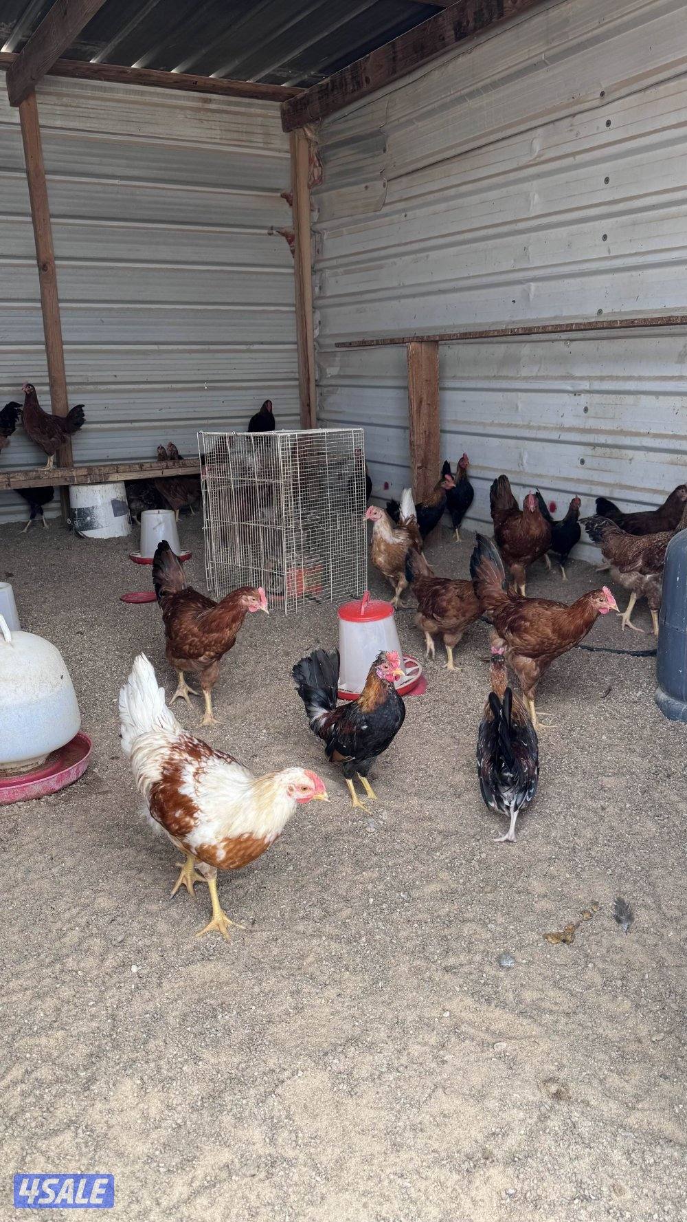 للبيع دياجه للاكل شي خصوصي سمان شرط2