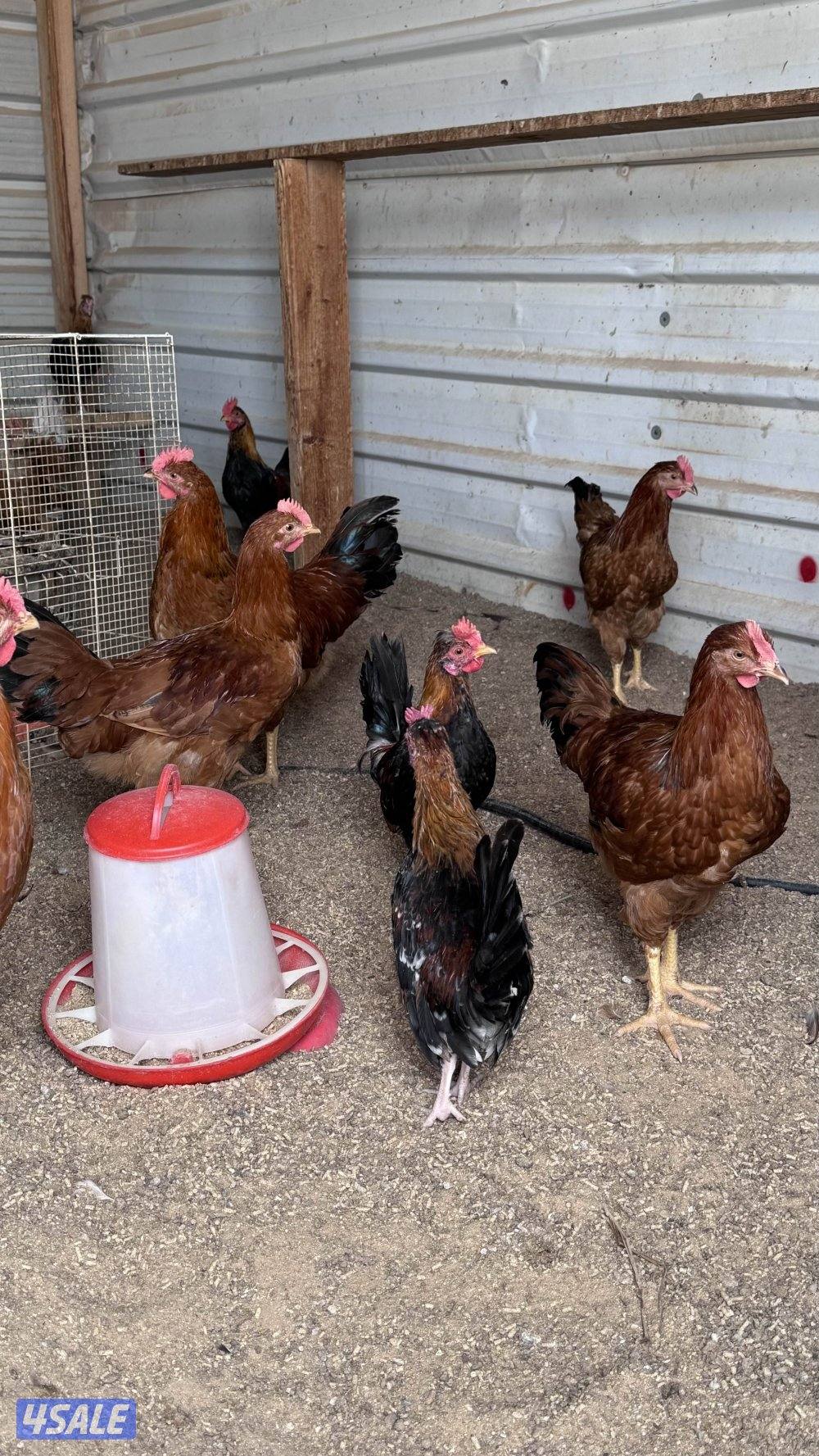 للبيع دياجه للاكل شي خصوصي سمان شرط3