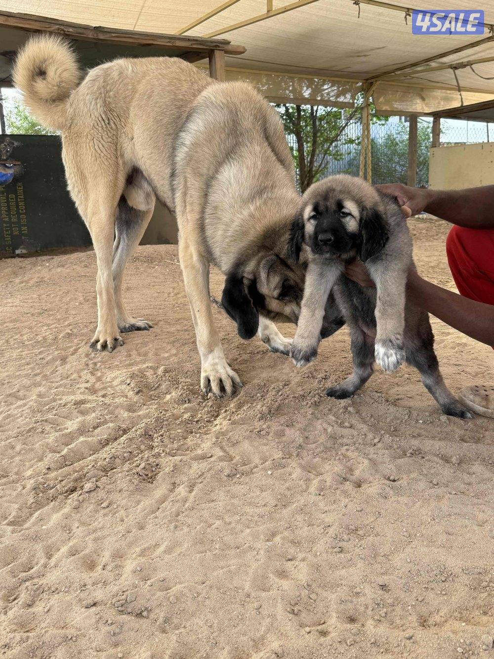 للبيع جرو كنجال التركي لحراسه الحلال والعزب1