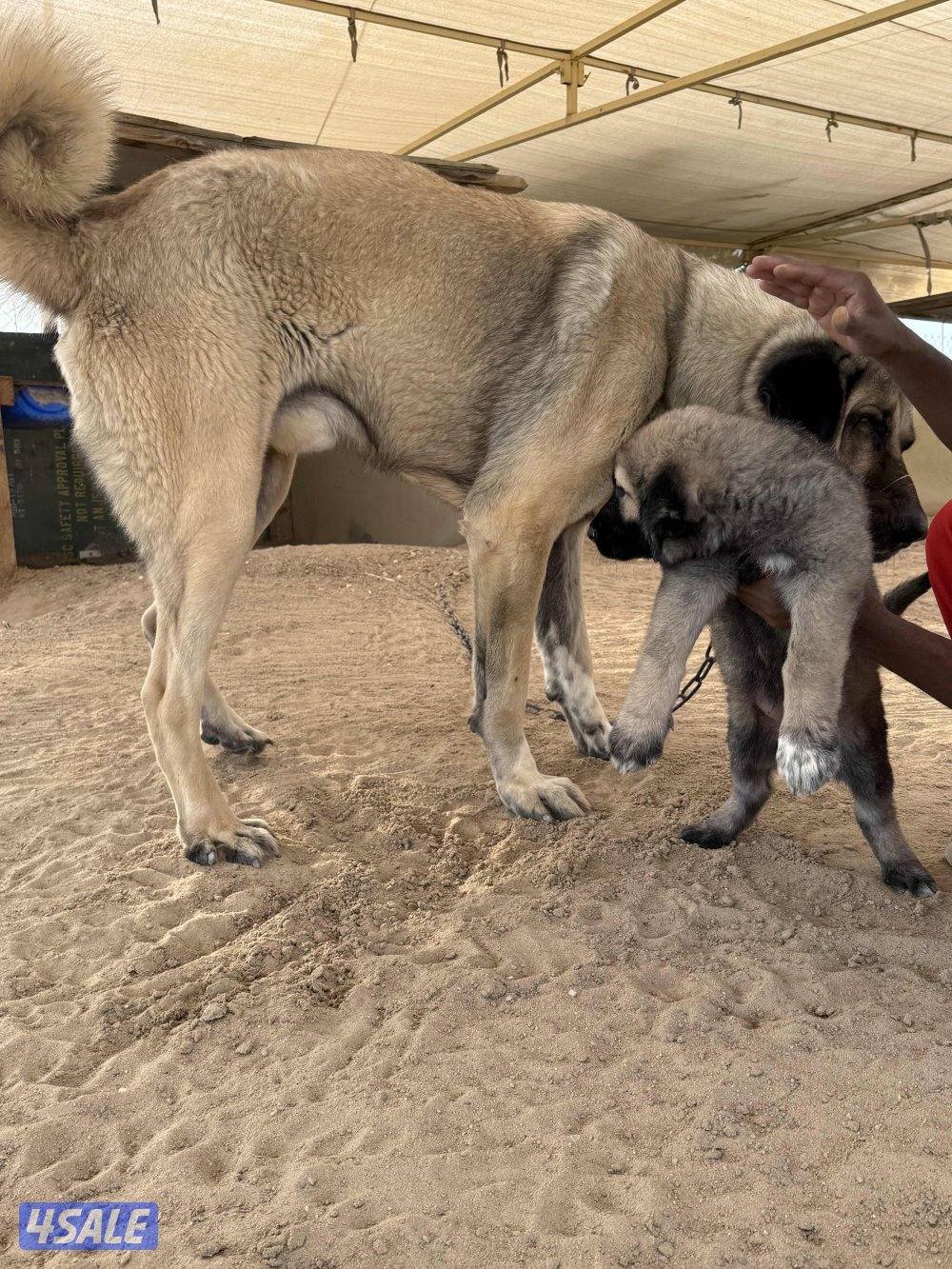 للبيع جرو كنجال التركي لحراسه الحلال والعزب2