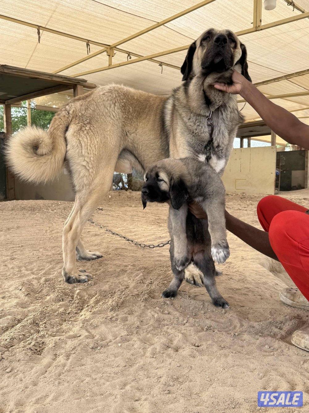 للبيع جرو كنجال التركي لحراسه الحلال والعزب3