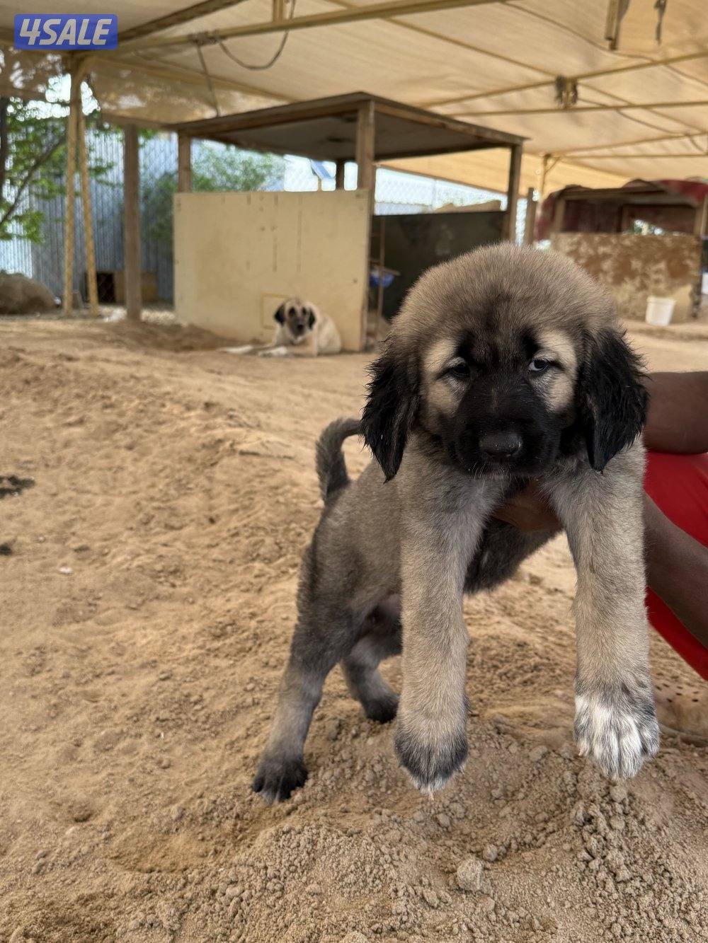 للبيع جرو كنجال التركي لحراسه الحلال والعزب4
