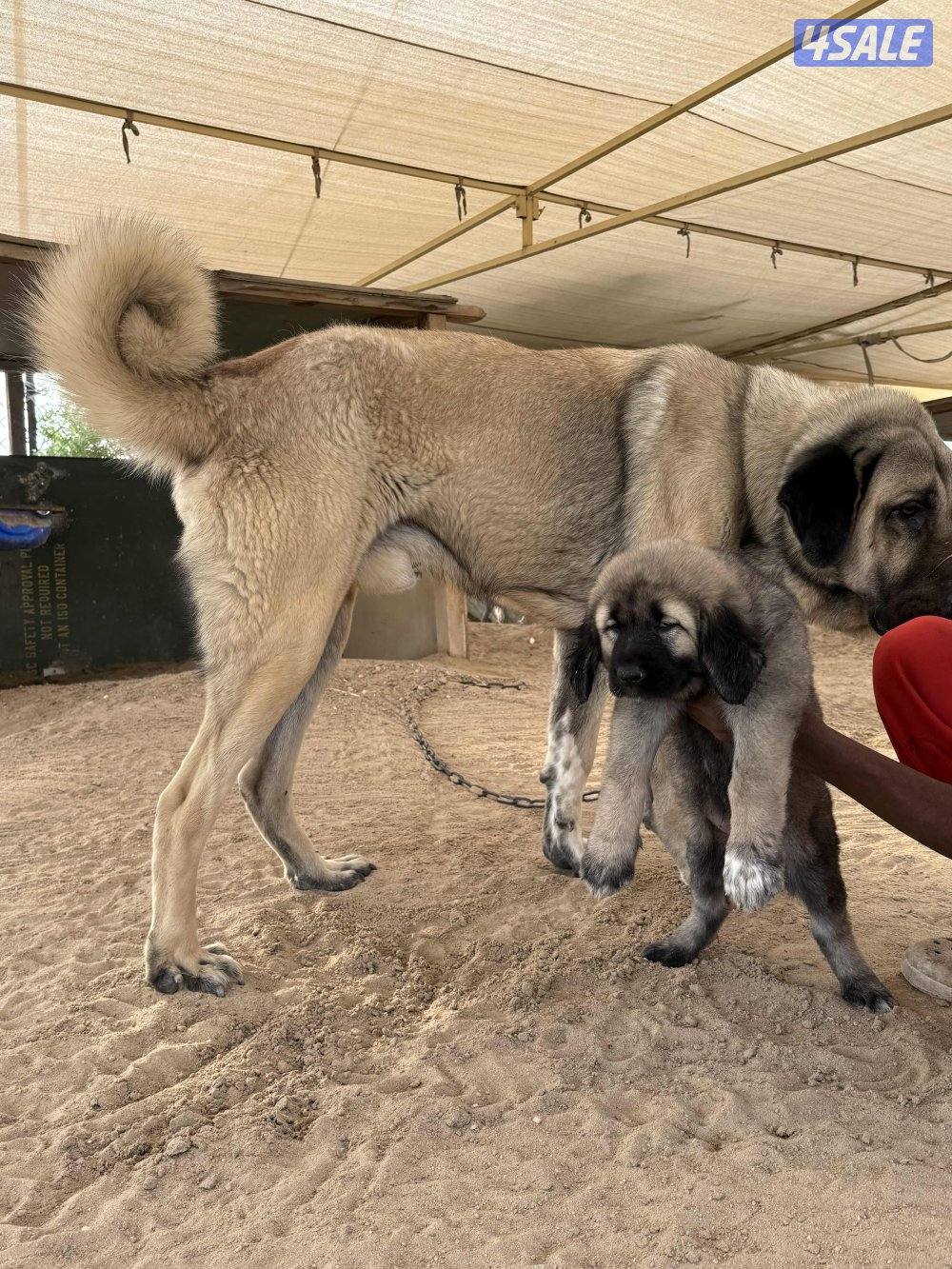 للبيع جرو كنجال التركي لحراسه الحلال والعزب5