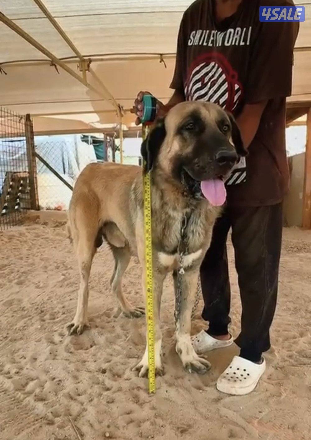 للبيع جرو كنجال التركي لحراسه الحلال والعزب8