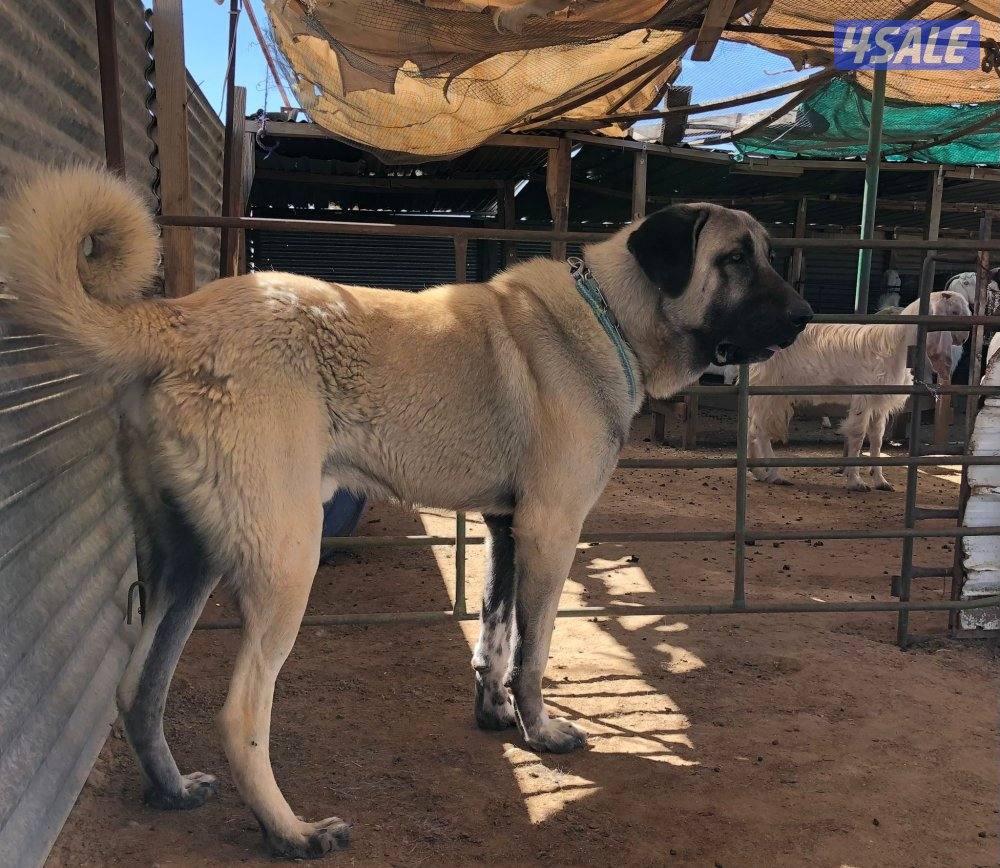 للبيع جرو كنجال التركي لحراسه الحلال والعزب9