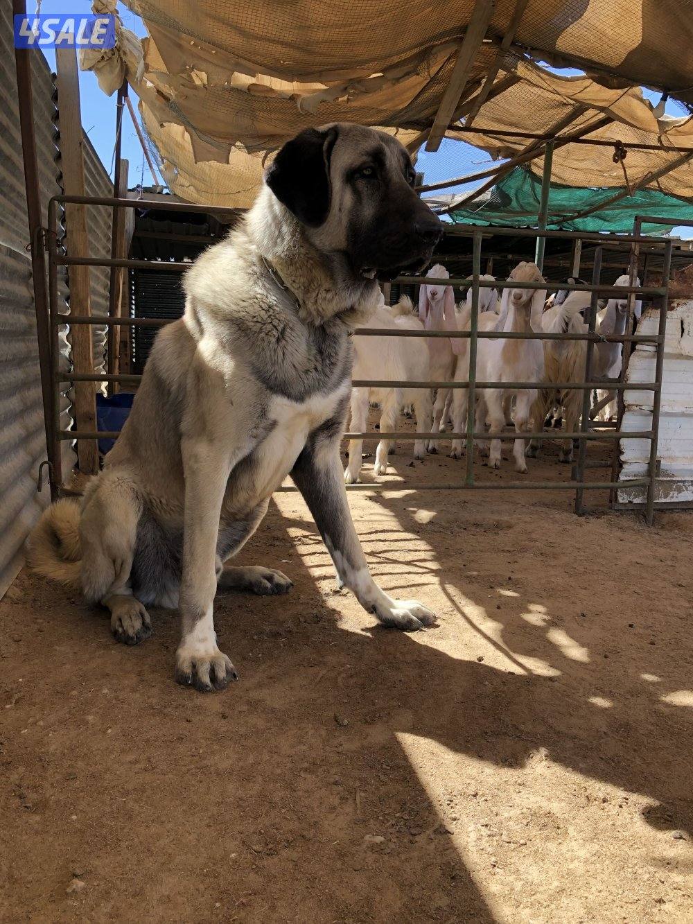 للبيع جرو كنجال التركي لحراسه الحلال والعزب11