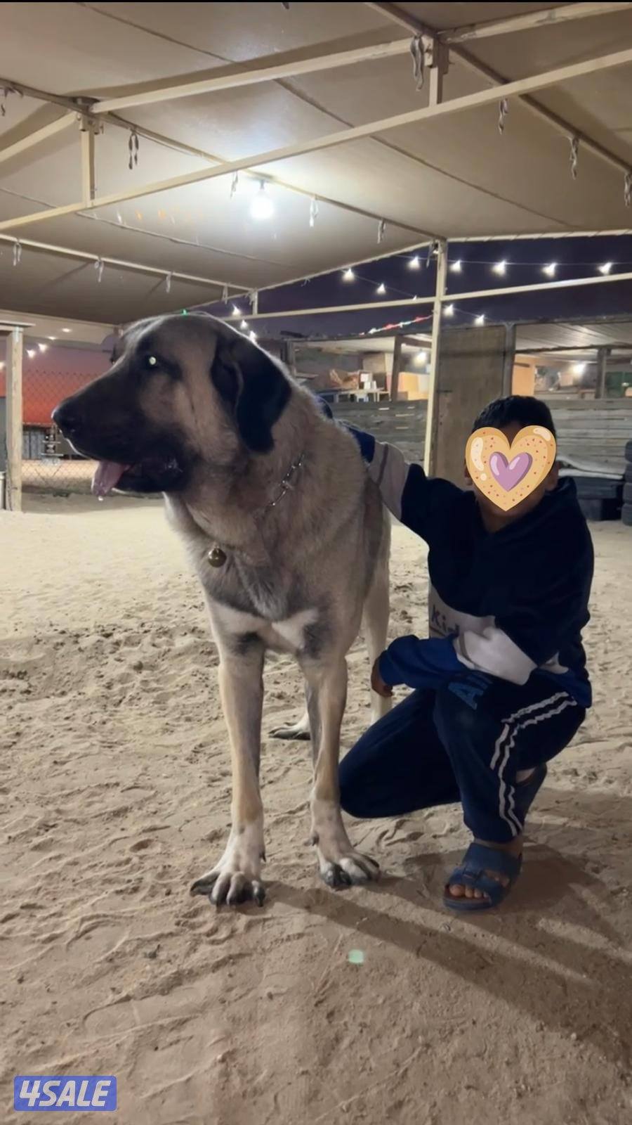 للبيع جرو كنجال التركي لحراسه الحلال والعزب10