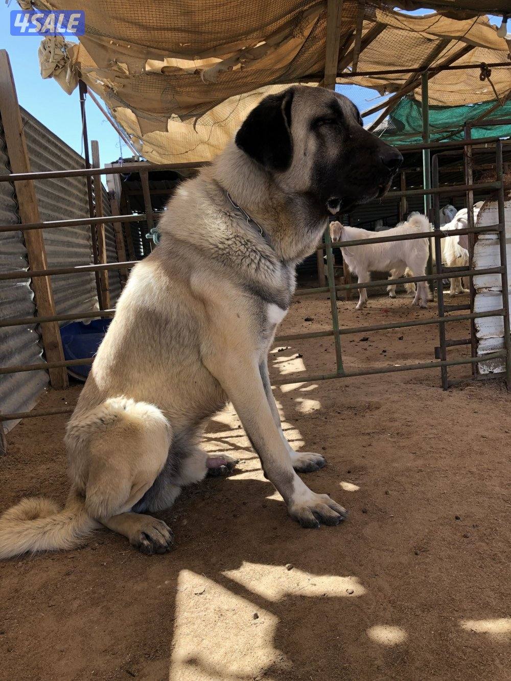 للبيع جرو كنجال التركي لحراسه الحلال والعزب12