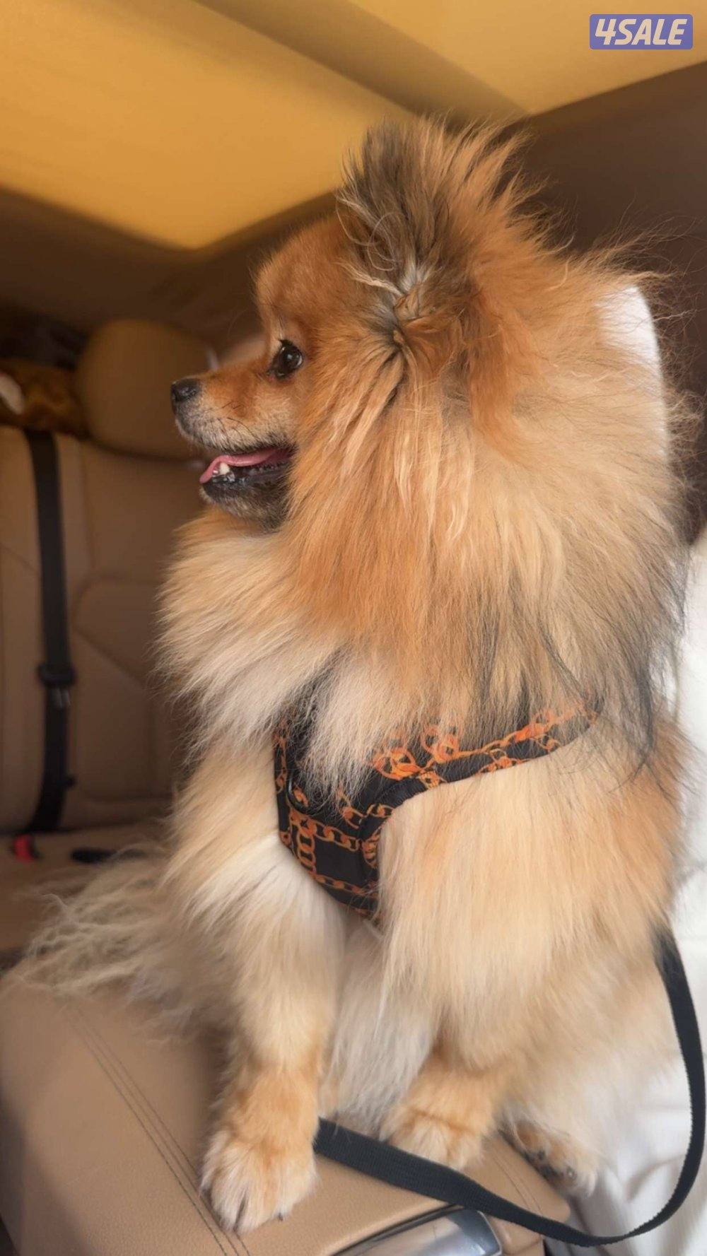 المطلاع قطعه 2ش6 الجهراء0