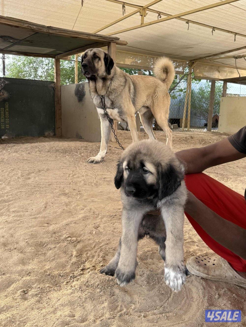 للبيع جرو كنجال التركي لحراسه الحلال والعزب0
