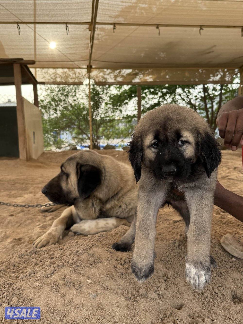 للبيع جرو كنجال التركي لحراسه الحلال والعزب1