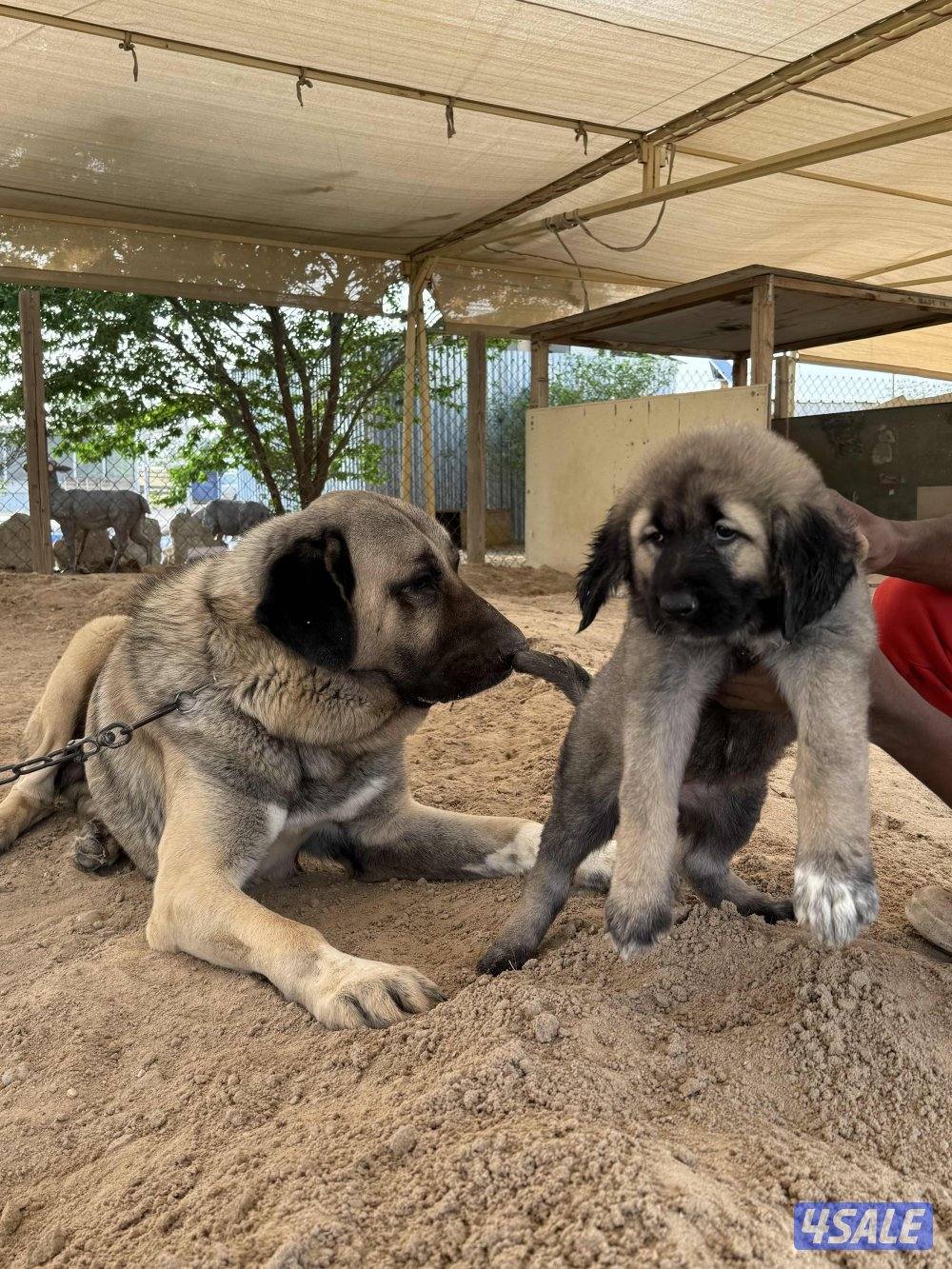 للبيع جرو كنجال التركي لحراسه الحلال والعزب2