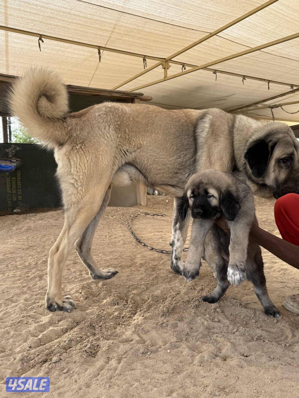 للبيع جرو كنجال التركي لحراسه الحلال والعزب3