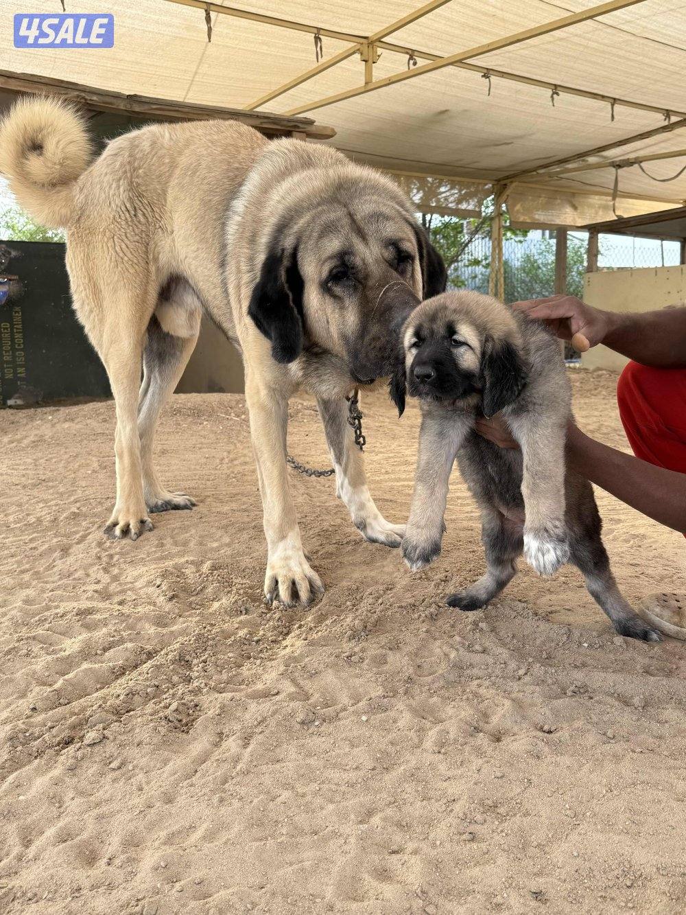 للبيع جرو كنجال التركي لحراسه الحلال والعزب5