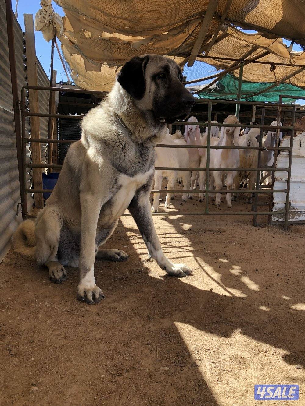 للبيع جرو كنجال التركي لحراسه الحلال والعزب10