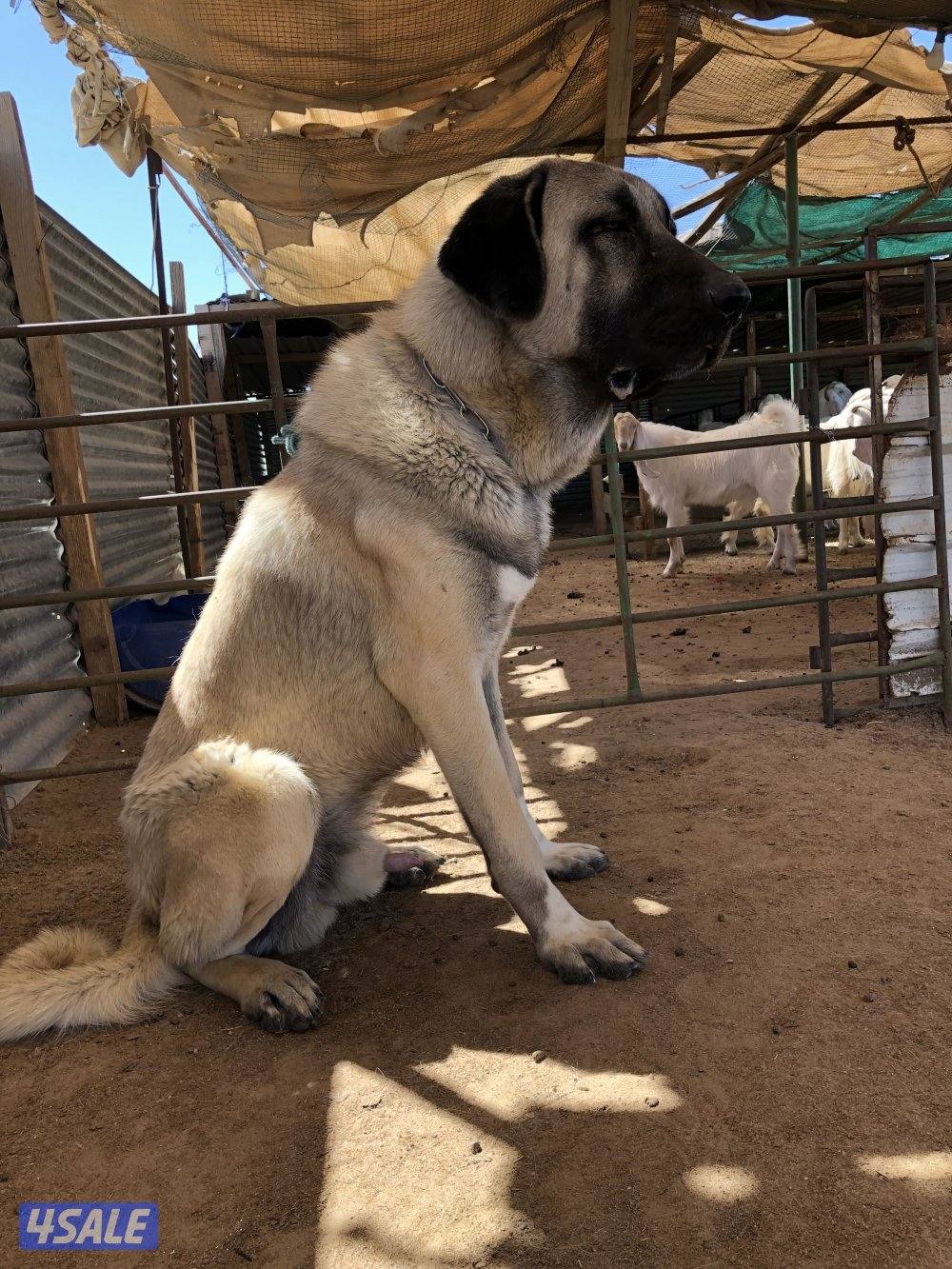 للبيع جرو كنجال التركي لحراسه الحلال والعزب11