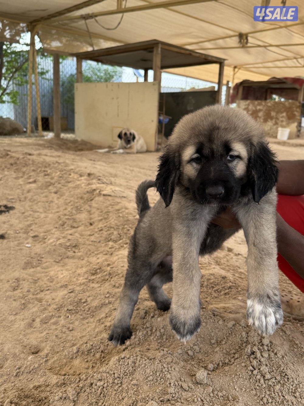 للبيع جرو كنجال التركي لحراسه الحلال والعزب12