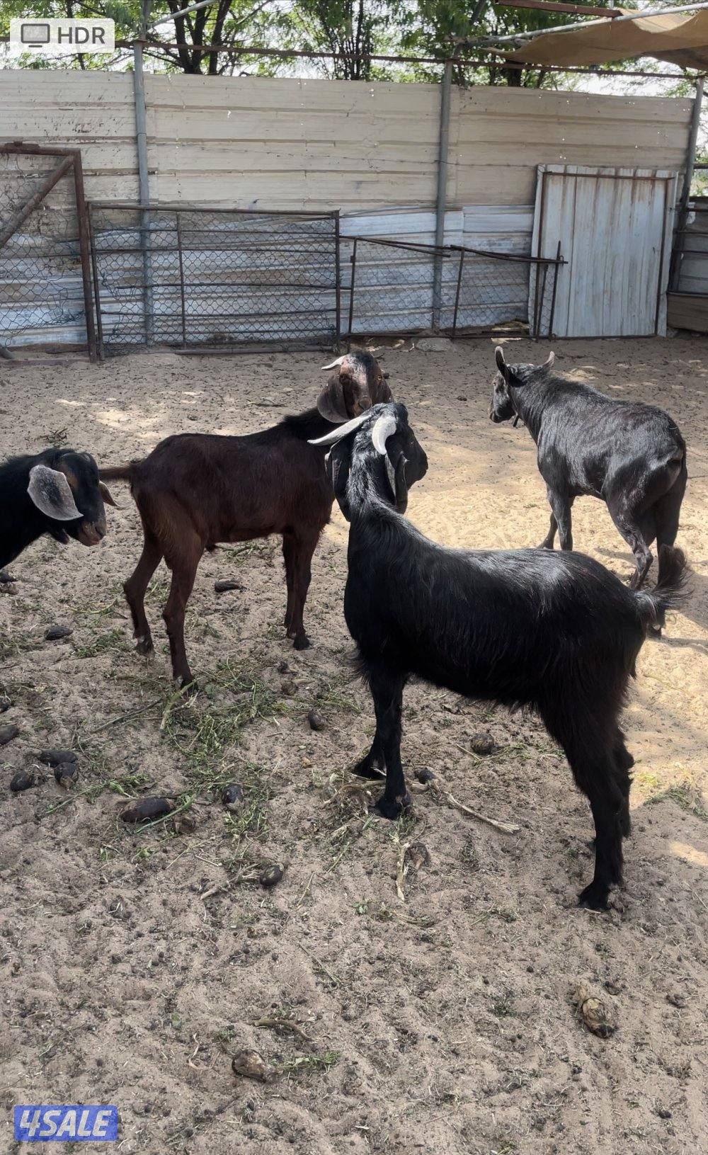 للبيع تيوس مورسيانو من مزرعه الصخيبري0