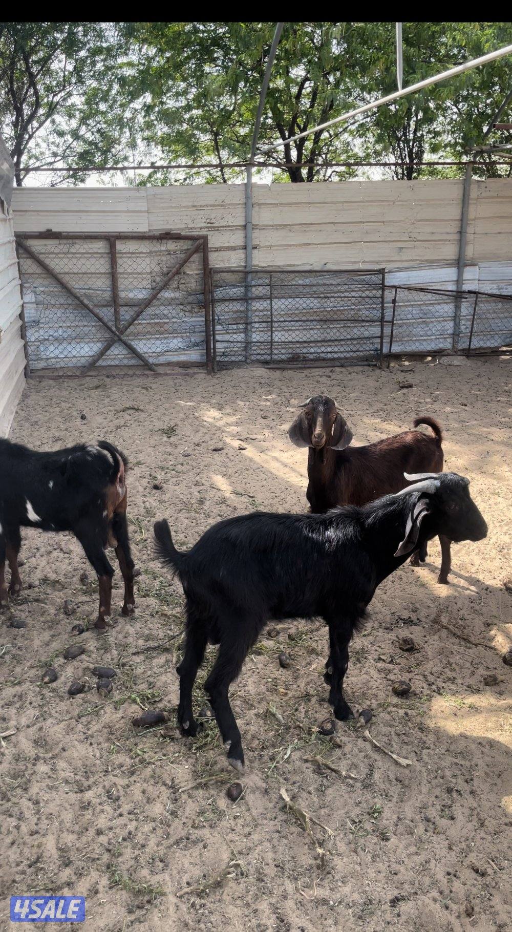 للبيع تيوس مورسيانو من مزرعه الصخيبري1