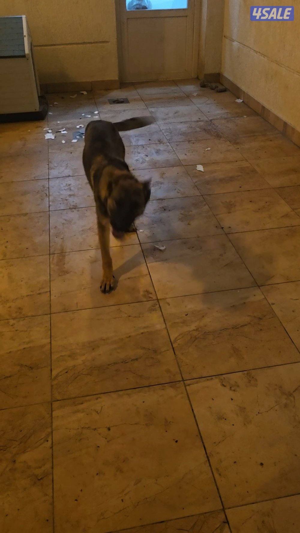 جيرمن شيبرد1