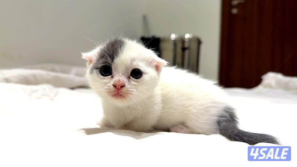 Pure munchkin kittens🐱✨  short legs&very playful          healthy ✔️1