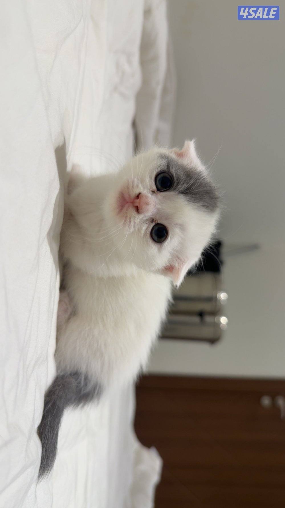 Pure munchkin kittens🐱✨  short legs&very playful          healthy ✔️3