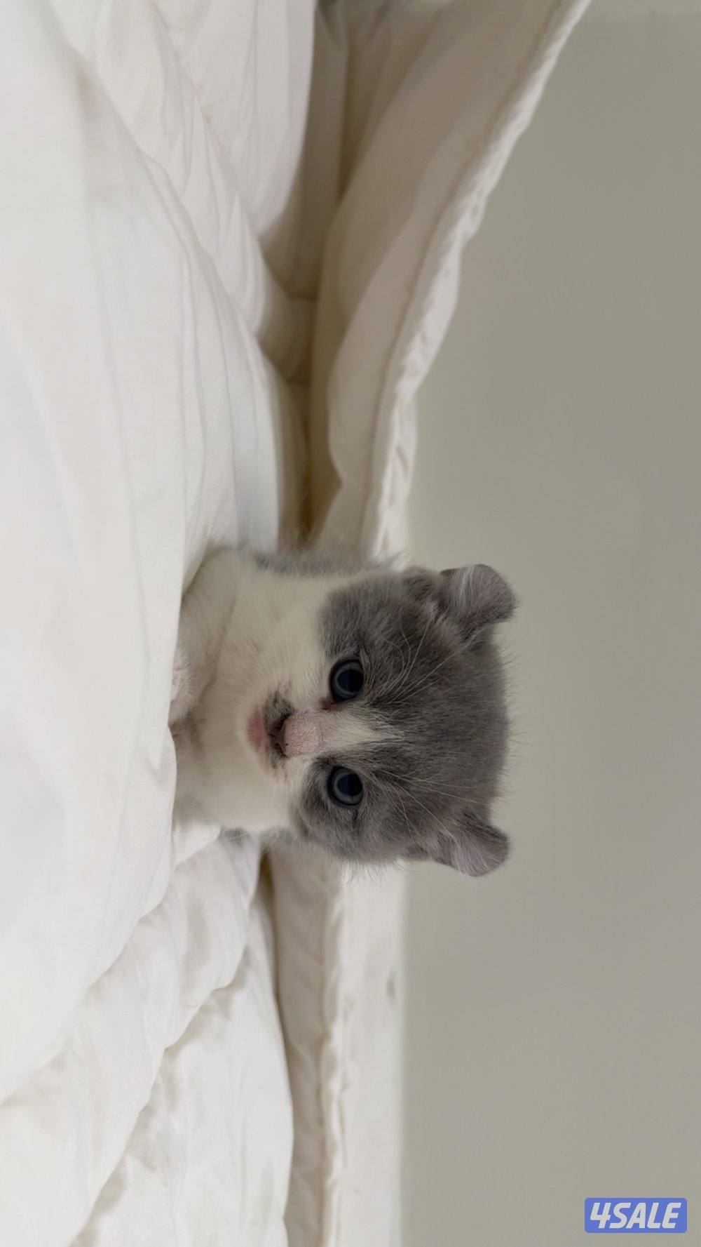 Pure munchkin kittens🐱✨  short legs&very playful          healthy ✔️2