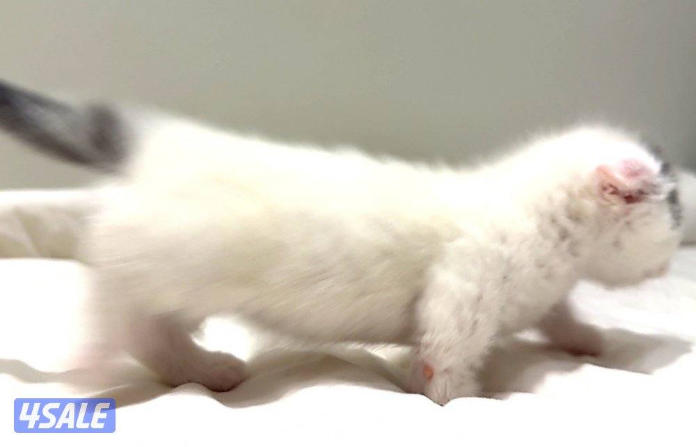 Pure munchkin kittens🐱✨  short legs&very playful          healthy ✔️4