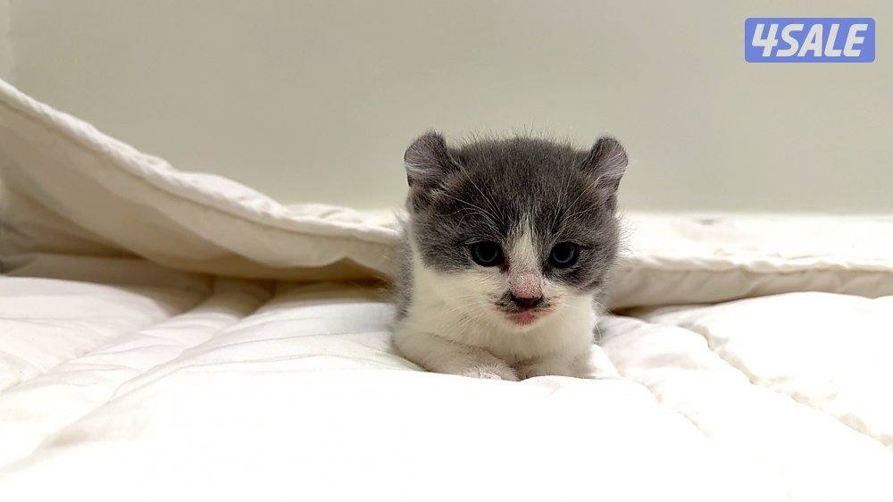 Beautiful half munchkins kittens available  mix breed (munchkin father1