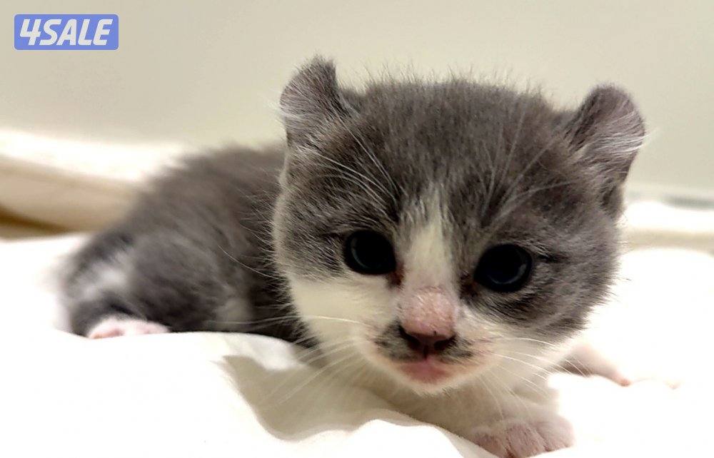 Beautiful half munchkins kittens available  mix breed (munchkin father0