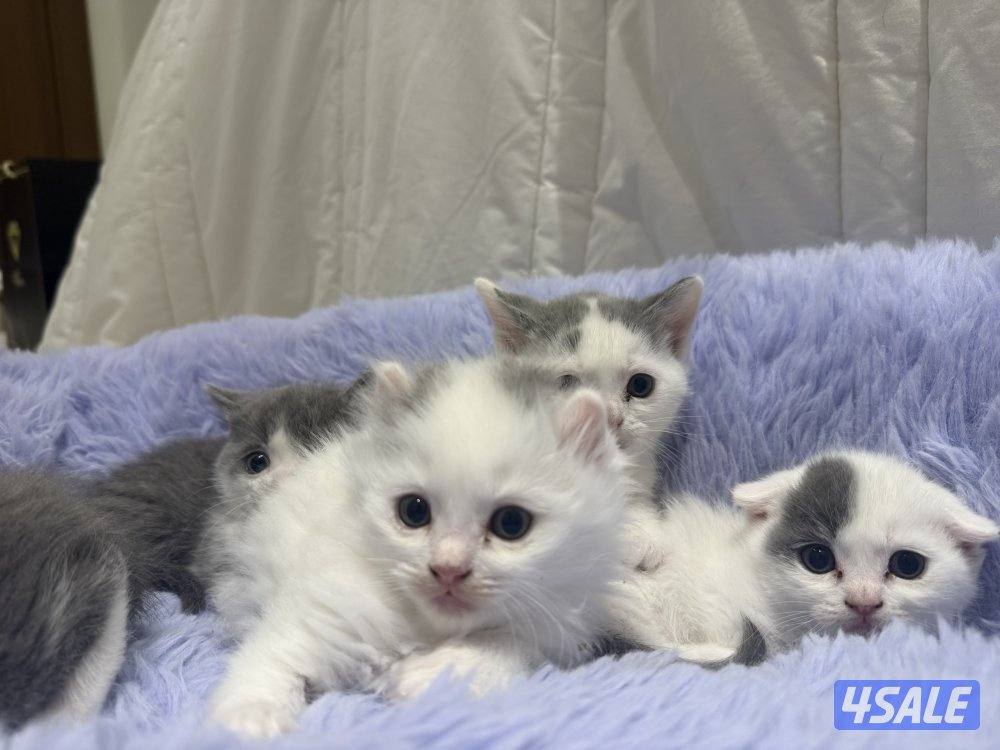 Beautiful half munchkins kittens available  mix breed (munchkin father2