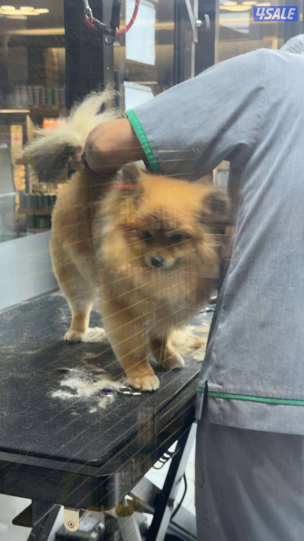 المطلاع قطعه 2ش6 الجهراء3