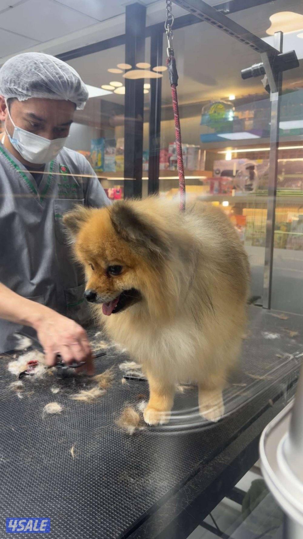 المطلاع قطعه 2ش6 الجهراء4