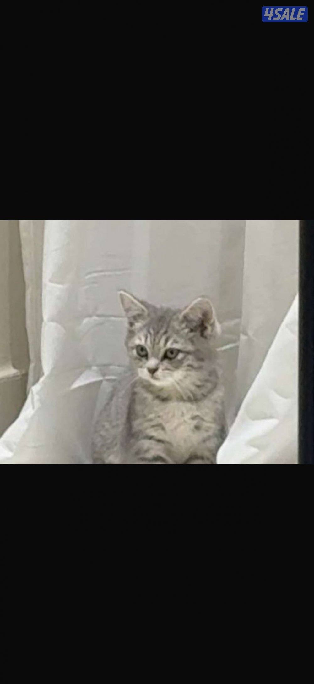 بيع انثى برتش العمر شهر ونص الحالة الصحية ممتاز مع كامل اغراضه0