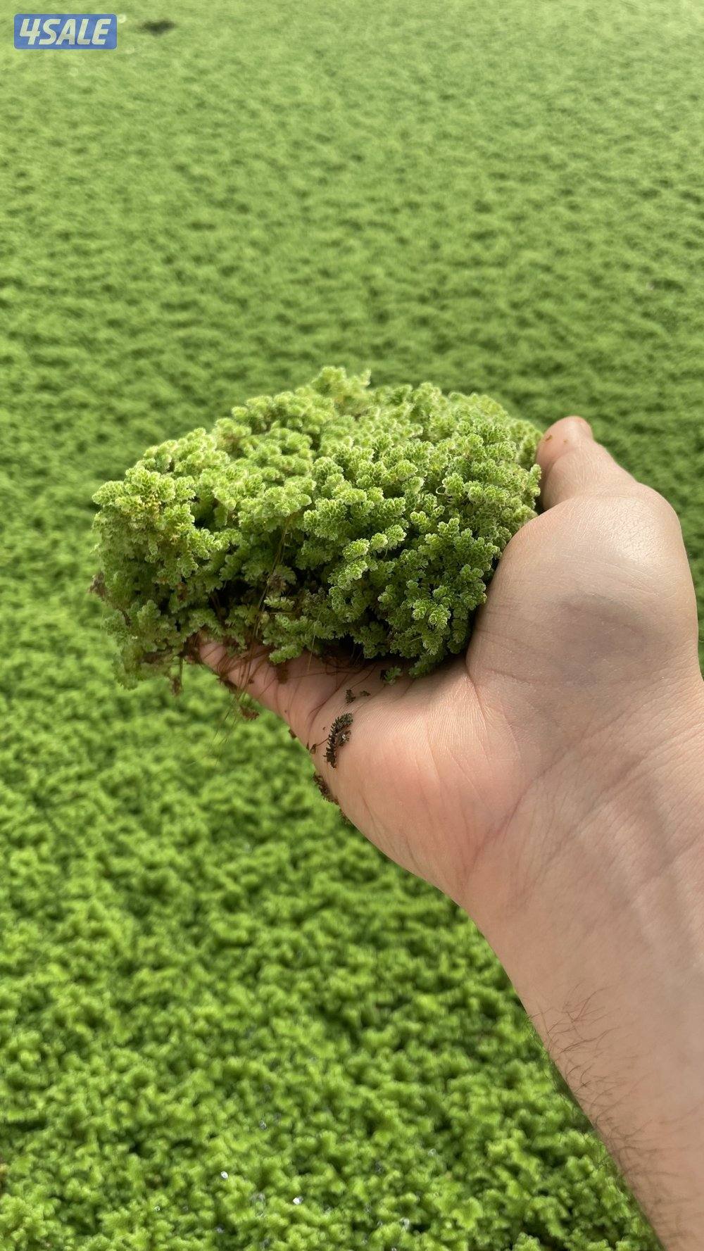 للبيع ازولا0