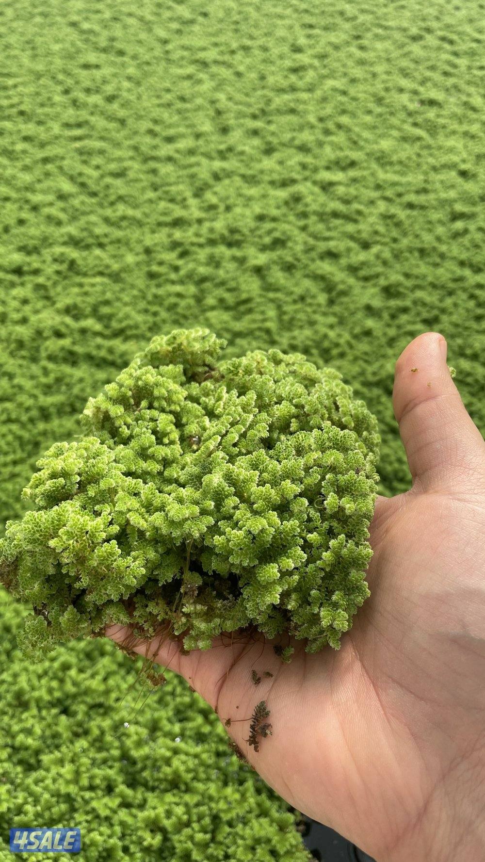 للبيع ازولا1